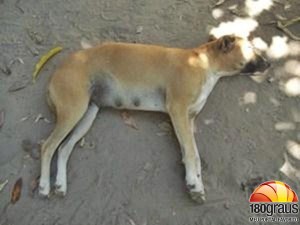 Uma das cachorras estupradas em Teresina