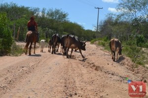 Sem pasto os produtores de animais estão levando os animais para o estado o Ceará 