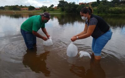 Prefeitura de Francinópolis realiza peixamento em açudes e rios