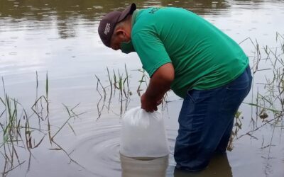 Prefeitura de Francinópolis realiza peixamento em açudes e rios