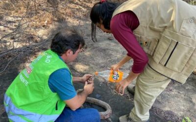 Ibama realiza soltura de animais silvestres em Aroazes Ibama realiza soltura de animais silvestres em Aroazes