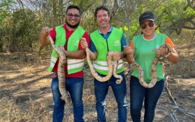 Ibama realiza soltura de animais silvestres em Aroazes Ibama realiza soltura de animais silvestres em Aroazes