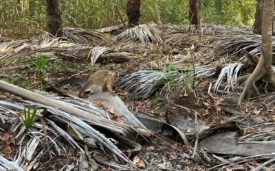 Ibama realiza soltura de animais silvestres em Aroazes Ibama realiza soltura de animais silvestres em Aroazes