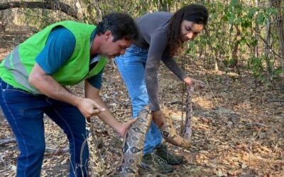 Ibama realiza soltura de animais silvestres em Aroazes Ibama realiza soltura de animais silvestres em Aroazes