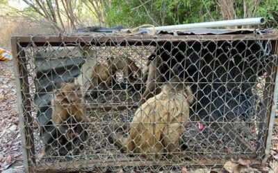 Ibama realiza soltura de animais silvestres em Aroazes Ibama realiza soltura de animais silvestres em Aroazes